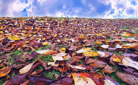 雨上がりの落葉地面 落葉,秋,秋色の写真素材