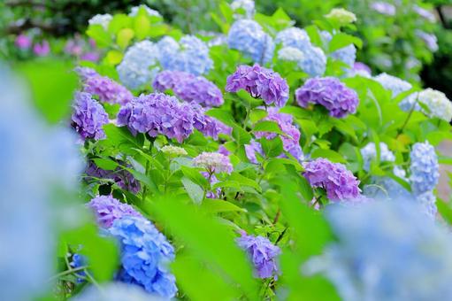 紫陽花-6の写真