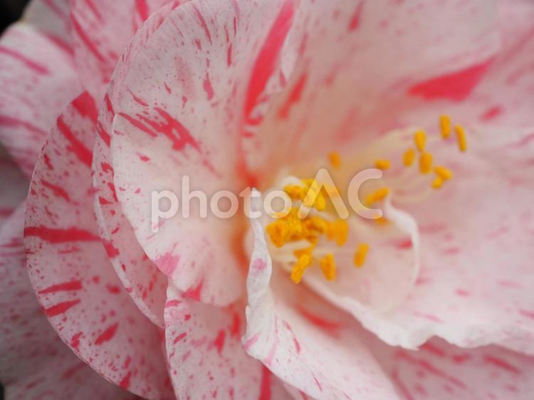 ピンクと白の椿　接写 白,おしべ,めしべの写真素材