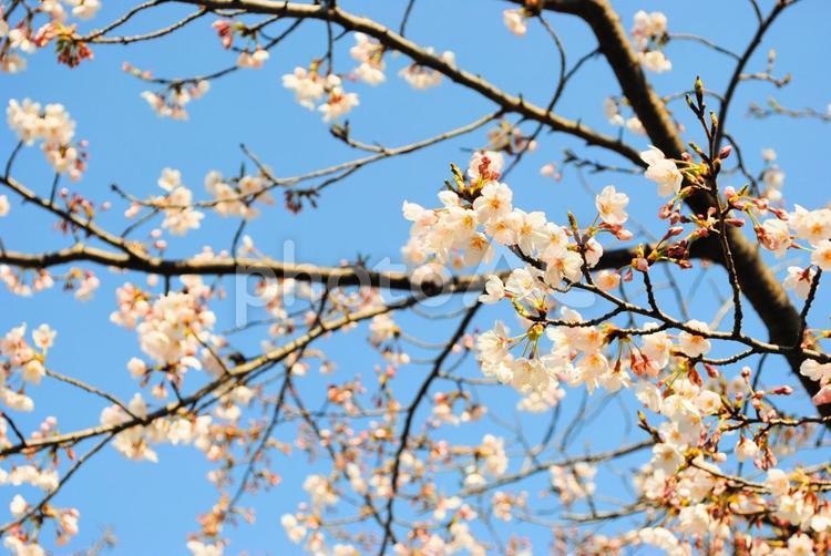 桜の花と青空 桜,サクラ,青葉の写真素材
