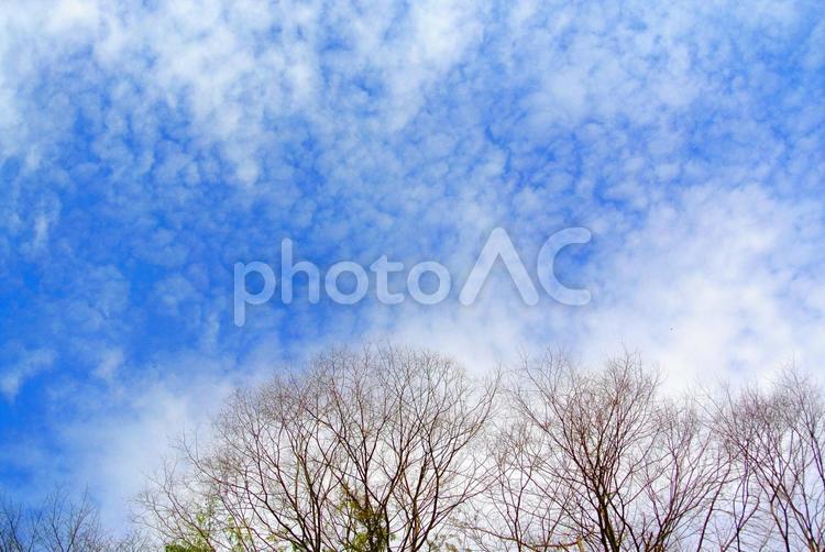 冬空と枯れ木 空,青空,枯れ木の写真素材