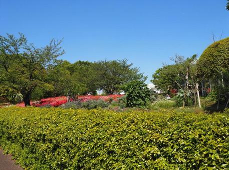 春のなぎさ公園・ツツジ&新緑(江戸川区) 春のなぎさ公園・ツツジ&新緑(江戸川区)の写真