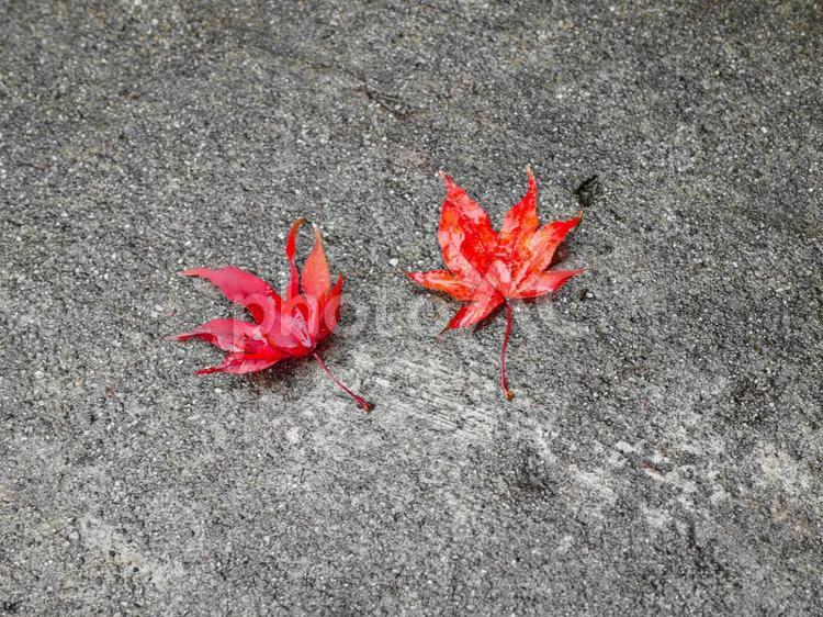 神奈川県箱根町の紅葉した落ち葉 紅葉,モミジ,楓の写真素材