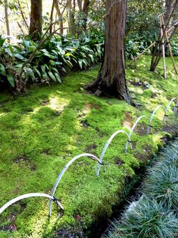 苔の植え込みに木漏れ日が落ちる寺の参道 苔の植え込みに木漏れ日が落ちる寺の参道の写真