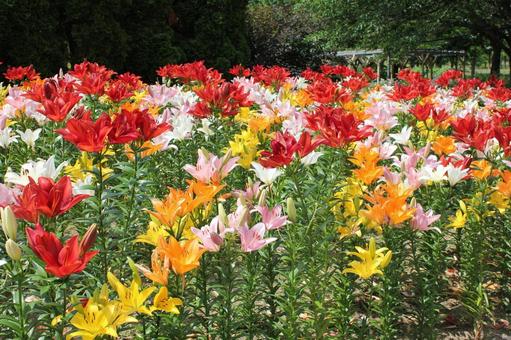 ゆり12 ゆり,ユリ,7月の写真素材