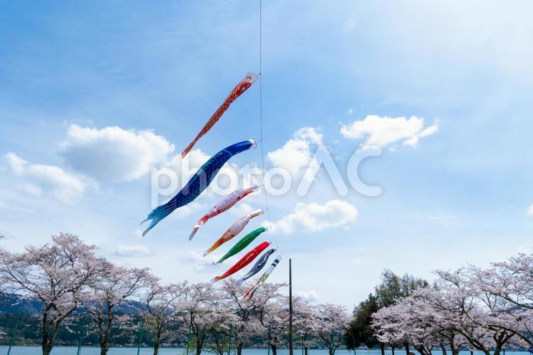 桜並木と鯉のぼり 鯉のぼり,空,風の写真素材