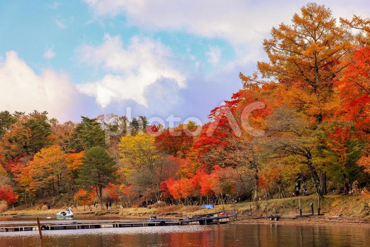 秋色を探して 自然,風景,季節の写真素材