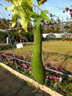 大船FC・芝生広場の大きなヘチマ ヘチマ,植物,実の写真素材