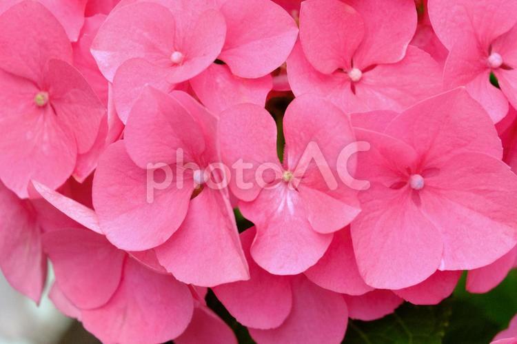 ［草花のある街角］紫陽花 紫陽花,あじさい,アジサイの写真素材