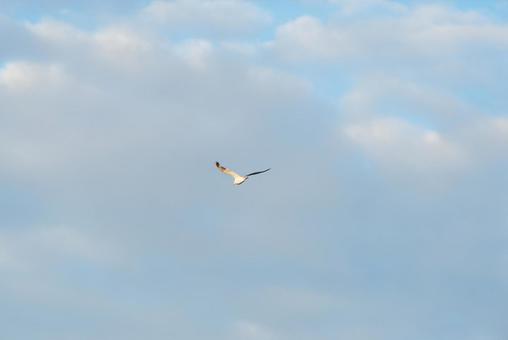 大空を優雅に舞うセグロカモメ 大空を優雅に舞うセグロカモメ セグロカモメ,渡り鳥,冬鳥の写真素材