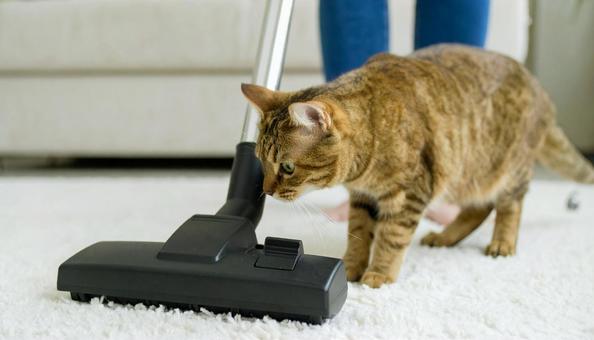 掃除の邪魔をする猫の写真