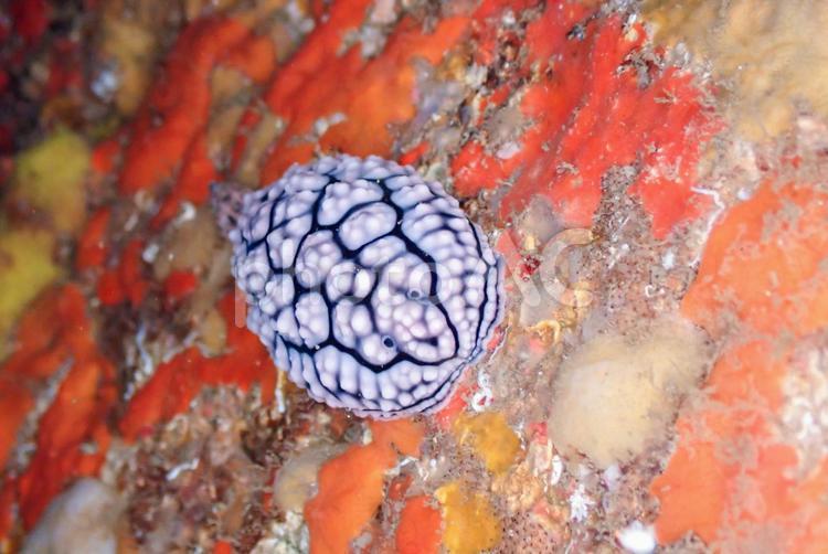 西伊豆・雲見　コイボウミウシ スキューバダイビング,ウミウシ,ダイビングの写真素材