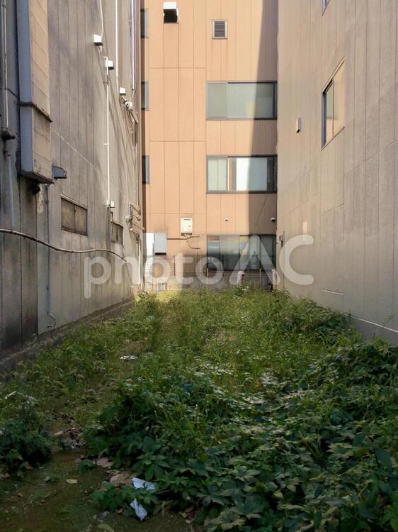 都会の空き地　植物 空き地,都市,都会の写真素材