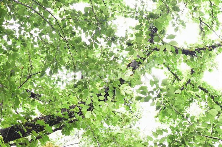 午前の木漏れ日と樹木 木漏れ日,葉,幹の写真素材