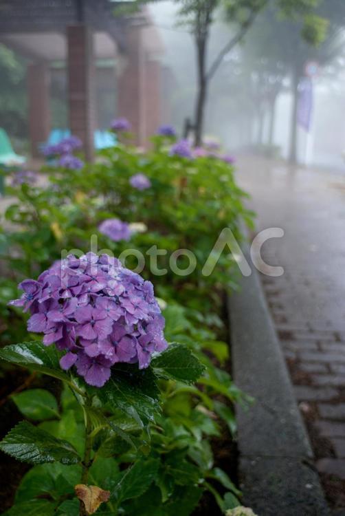 雨の日のアジサイ ６月の花,アジサイ,あじさいの写真素材
