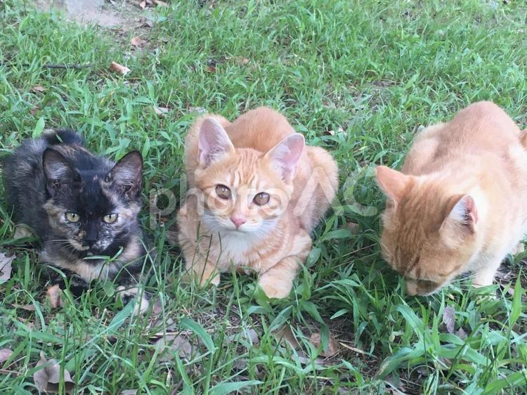 子猫たち ねこ,ちゃとら,3匹の写真素材