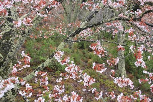 Photo, yoshinoyama, wild cherry tree, white shorts, 