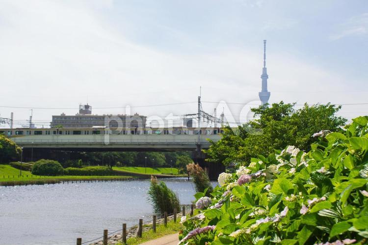 紫陽花咲く旧中川河川敷 紫陽花,旧中川,風景の写真素材