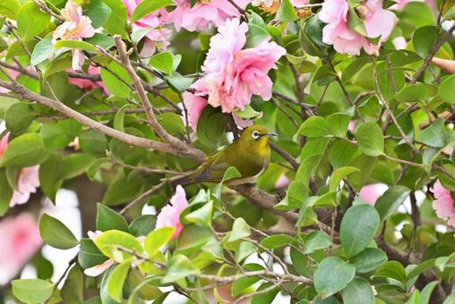 山茶花とメジロ 山茶花とメジロ メジロ,野鳥,小鳥の写真素材