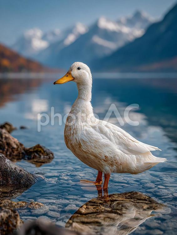 水の波紋とアヒル アヒル,白い,鳥の写真素材
