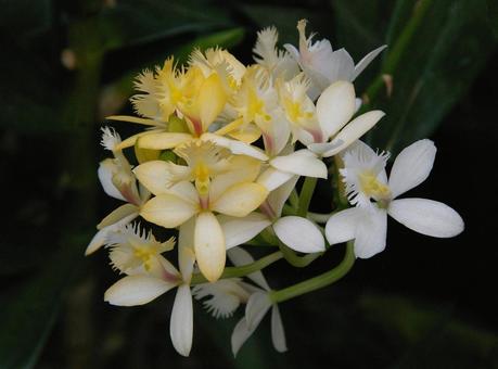 エピデンドラム エピデンドラム,樹蘭,에피덴드룸の写真素材