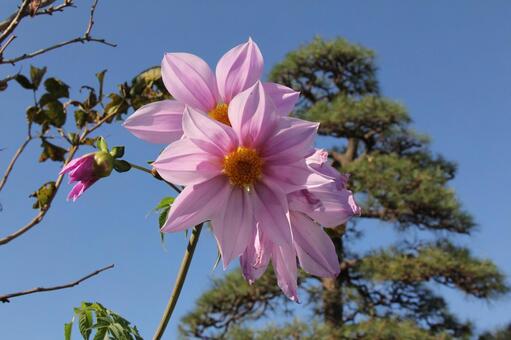 コウテイダリア・皇帝ダリアの咲く風景 コウテイダリア,壁紙,自然の写真素材