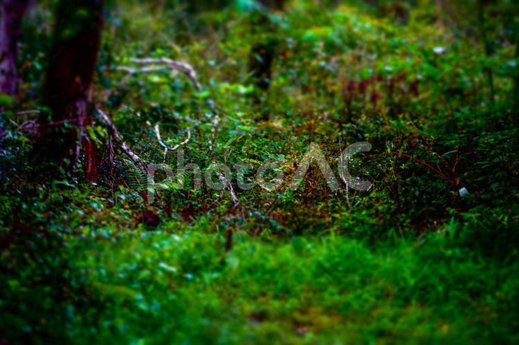 森の中で見つけた小人たちの世界 森,森林,雨上がりの写真素材