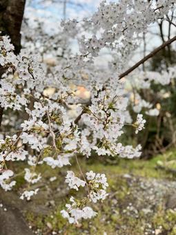 夕方の桜の木(縦) 夕方の桜の木(縦) 春,4月,桜の写真素材