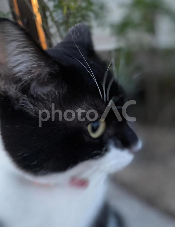 猫の横顔 猫,ねこ,ネコの写真素材