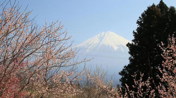 Photo, plum blossom, flower, plum garden, 