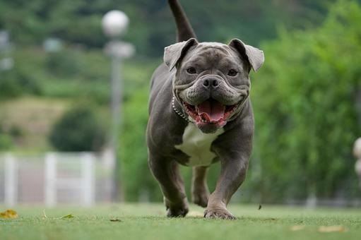 ドッグランのアメリカン・ピットブル ドッグランのアメリカン・ピットブル 犬,アメリカンピットブル,ピットブルの写真素材