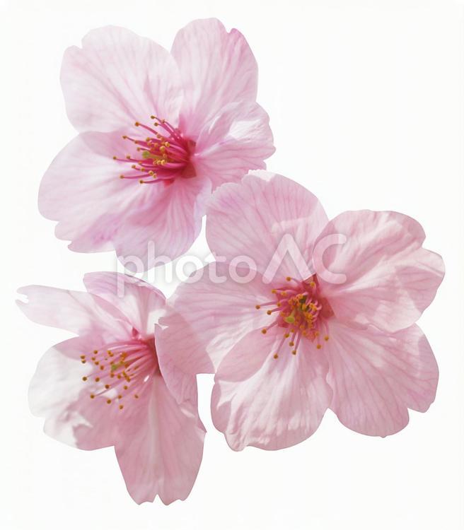 切り抜き素材　桜35 桜,春,明るいの写真素材