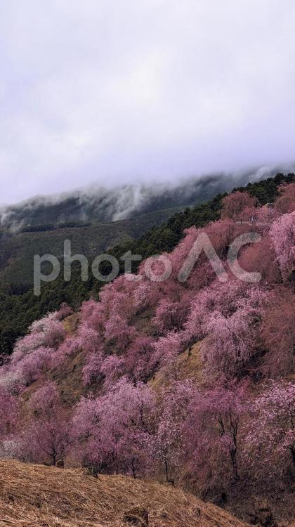 桜　さくら　 桜,高見の里,さくらの写真素材