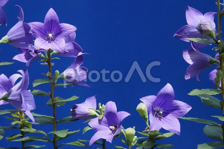 キキヨウの花 野草,秋の七草,ききょうの写真素材