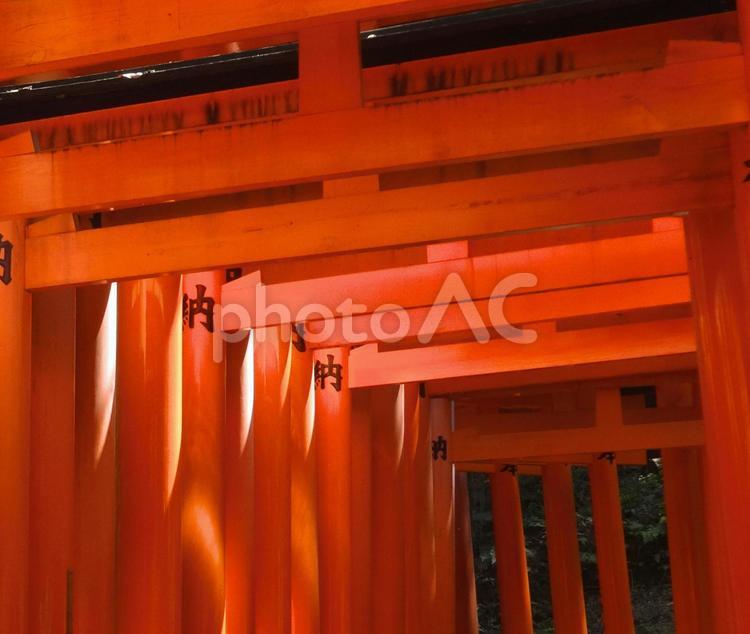 伏見稲荷　鳥居 伏見稲荷,稲荷神社,寺社仏閣の写真素材