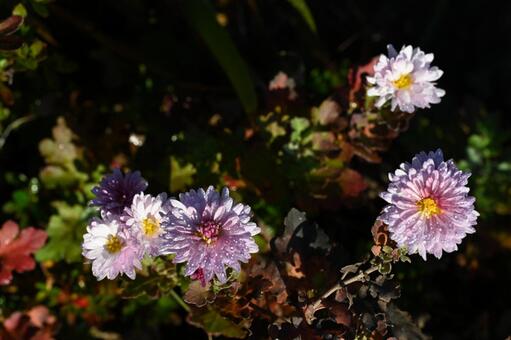 家の庭に咲いた薄桃色の小菊 秋,クローズアップ,ガーデニングの写真素材