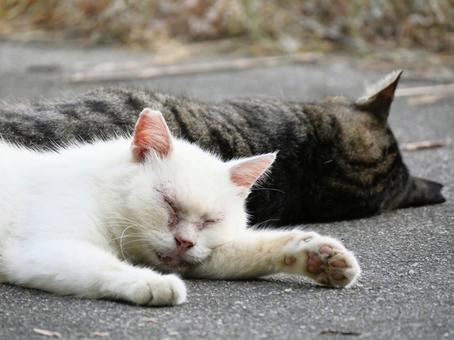 Sleeping cat.1, JPG