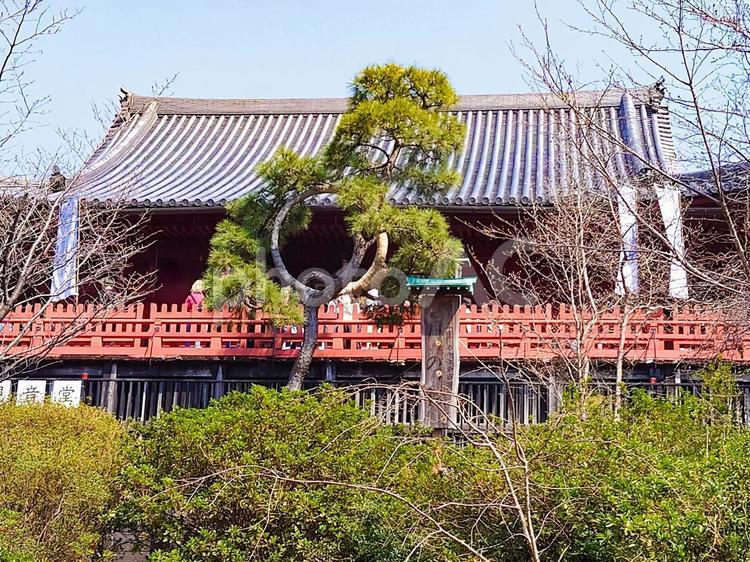 上野清水観音堂と月の松 上野清水観音堂,月の松,上野公園の写真素材