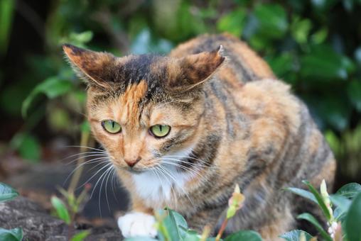 イカ耳に眉間に縦じわの麦わら猫（野良猫） イカ耳,麦わら猫,ブラウンパッチドタビーの写真素材