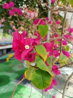 温室のブーゲンビリアの写真