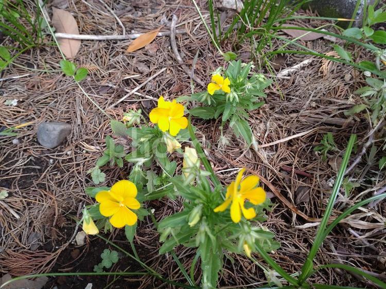荒れた所にも咲く花 自然,花,植物の写真素材