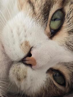 猫 アップ 猫 アップ 猫,ネコ,ペットの写真素材