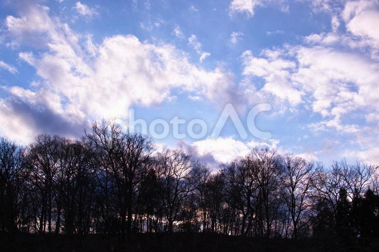 青空と木のシルエット 青空,空,雲の写真素材