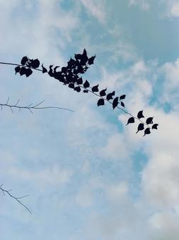 淡い空と葉っぱ 青空,秋空,空の写真素材