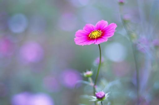 可憐なコスモスの花 可憐なコスモスの花の写真