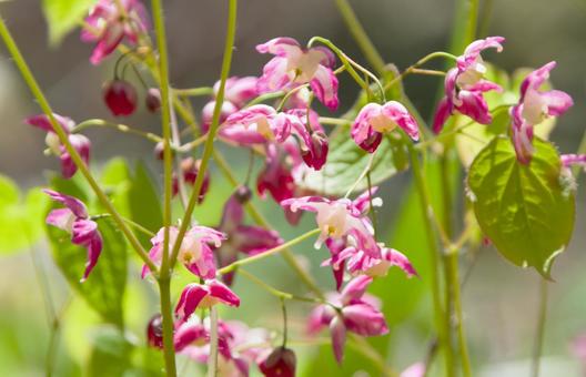 春の山野草-錨草(イカリソウ) 春の山野草-錨草(イカリソウ) 花,山野草,錨草の写真素材