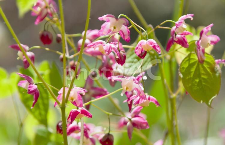春の山野草-錨草（イカリソウ） 花,山野草,錨草の写真素材