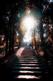 善福寺公園の神社階段 善福寺公園の神社階段の写真