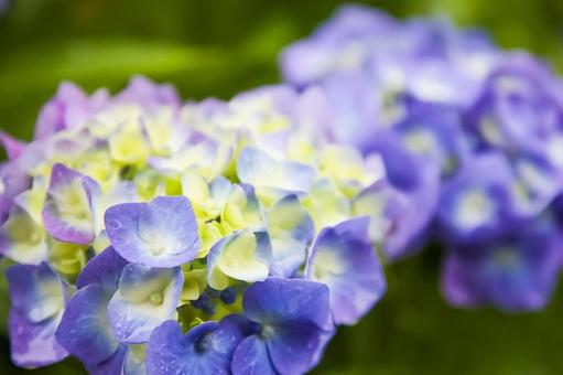 紫陽花 紫陽花の写真
