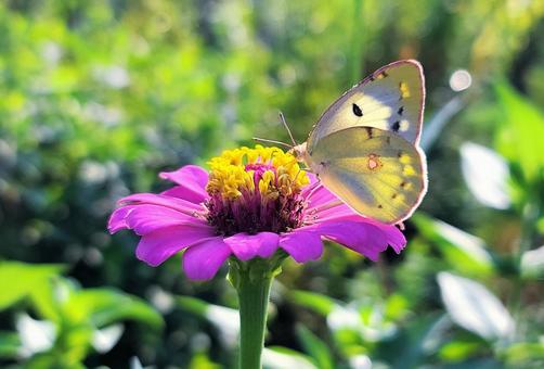 花と蝶 花と蝶 蝶,虫,生き物の写真素材